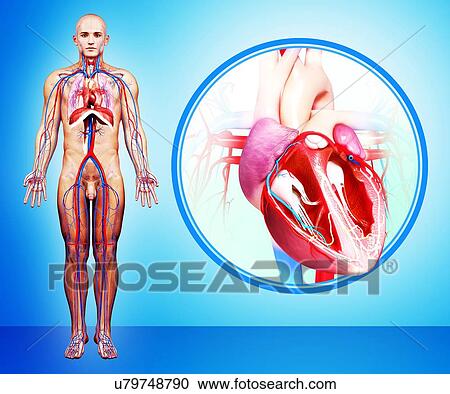 Clipart - Human heart anatomy, artwork. Fotosearch