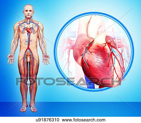 Human heart anatomy, artwork View Large Illustration Clipart - Human heart anatomy, artwork. Fotosearch