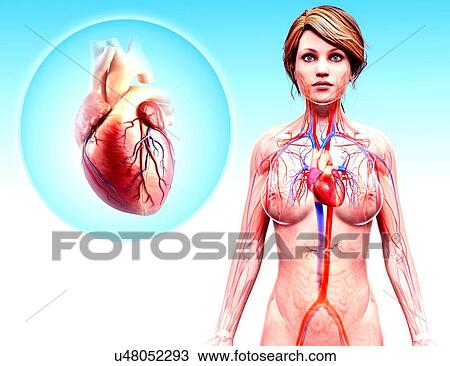 Human heart anatomy, artwork View Large Illustration Drawing - Human heart anatomy, artwork. Fotosearch