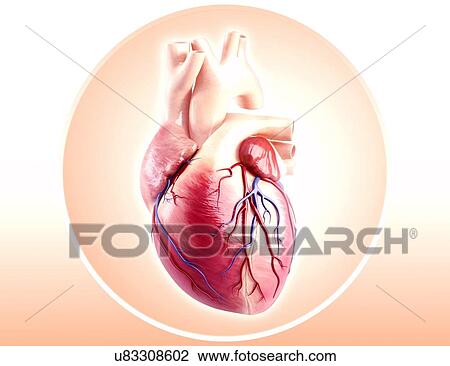 Human heart anatomy, artwork View Large Illustration Drawing - Human heart anatomy, artwork. Fotosearch