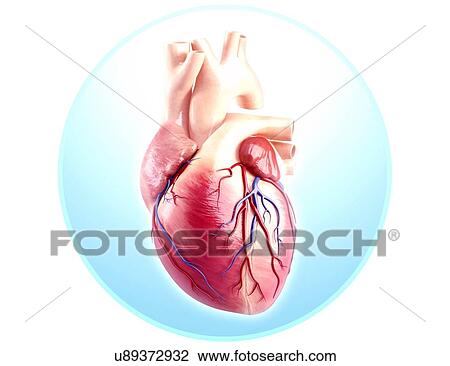 Human heart anatomy, artwork View Large Illustration Drawing - Human heart anatomy, artwork. Fotosearch