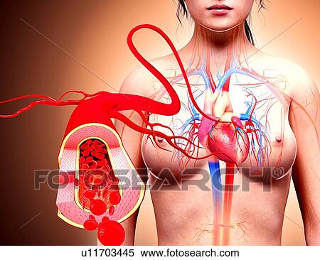 Human heart anatomy, artwork View Large Illustration Stock Illustration - Human heart anatomy, artwork. Fotosearch