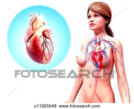 Human heart anatomy, artwork View Large Illustration Stock Illustration - Human heart anatomy, artwork. Fotosearch