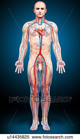 Stock Illustration - Human heart anatomy, artwork. Fotosearch