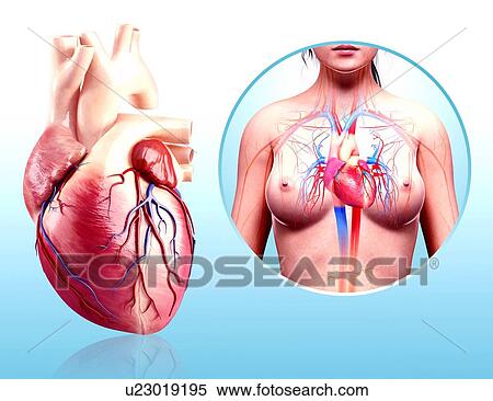 Human heart anatomy, artwork View Large Illustration Stock Illustration - Human heart anatomy, artwork. Fotosearch