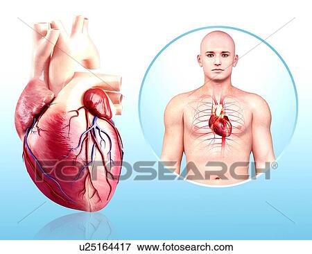 Stock Illustration - Human heart anatomy, artwork. Fotosearch