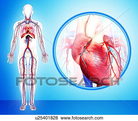 Stock Illustration - Human heart anatomy, artwork. Fotosearch