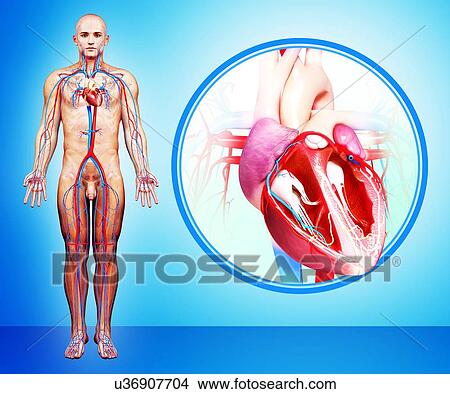 Human heart anatomy, artwork View Large Illustration Stock Illustration - Human heart anatomy, artwork. Fotosearch