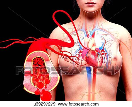 Human heart anatomy, artwork View Large Illustration Stock Illustration - Human heart anatomy, artwork. Fotosearch