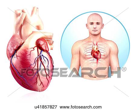 Stock Illustration - Human heart anatomy, artwork. Fotosearch