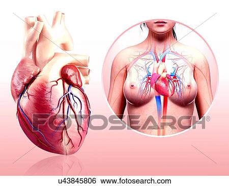 Stock Illustration - Human heart anatomy, artwork. Fotosearch