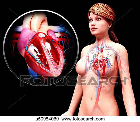 Stock Illustration - Human heart anatomy, artwork. Fotosearch