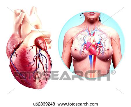 Human heart anatomy, artwork View Large Illustration Stock Illustration - Human heart anatomy, artwork. Fotosearch