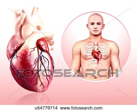Stock Illustration - Human heart anatomy, artwork. Fotosearch