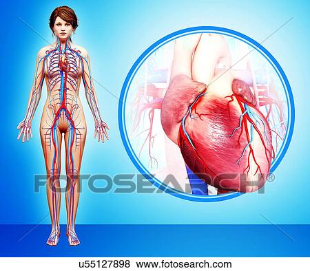 Stock Illustration - Human heart anatomy, artwork. Fotosearch