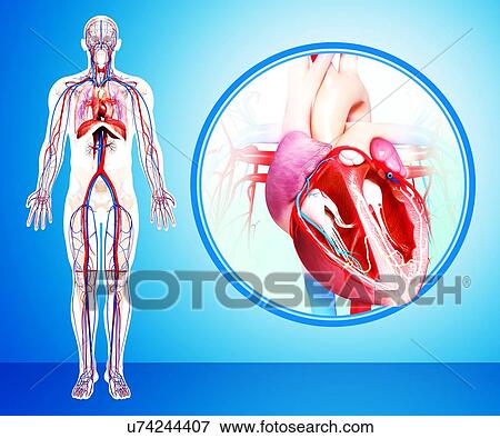 Human heart anatomy, artwork View Large Illustration Stock Illustration - Human heart anatomy, artwork. Fotosearch