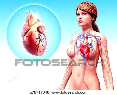 Stock Illustration - Human heart anatomy, artwork. Fotosearch