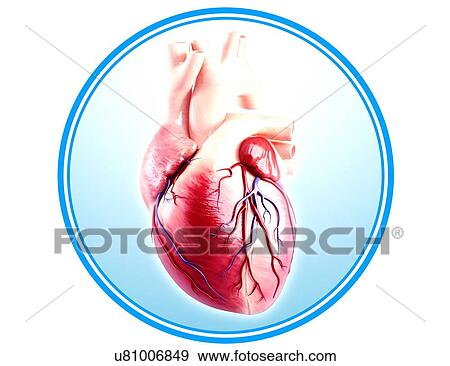 Human heart anatomy, artwork View Large Illustration Stock Illustration - Human heart anatomy, artwork. Fotosearch