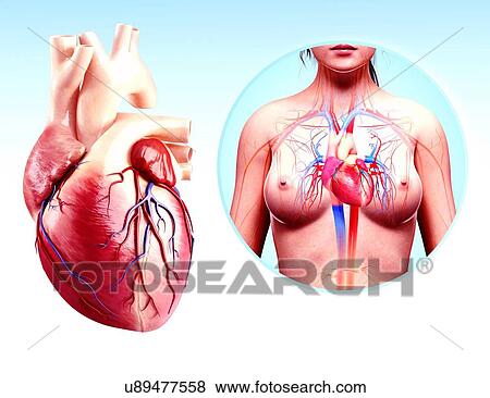Human heart anatomy, artwork View Large Illustration Stock Illustration - Human heart anatomy, artwork. Fotosearch