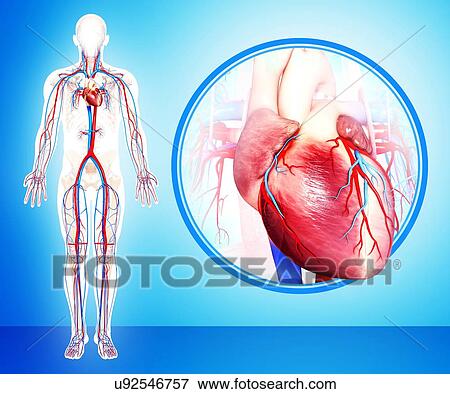 Stock Illustration - Human heart anatomy, artwork. Fotosearch