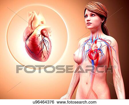 Stock Illustration - Human heart anatomy, artwork. Fotosearch