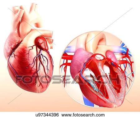 Stock Illustration - Human heart anatomy, artwork. Fotosearch