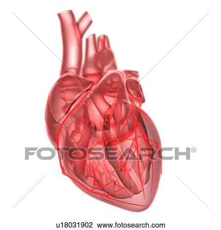 Human heart, artwork View Large Illustration Drawing - Human heart, artwork. Fotosearch