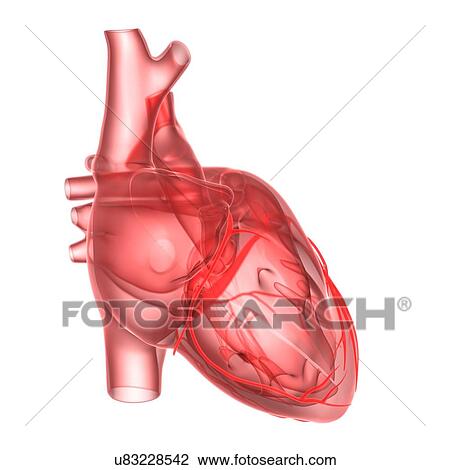 Human heart, artwork View Large Illustration Drawing - Human heart, artwork. Fotosearch
