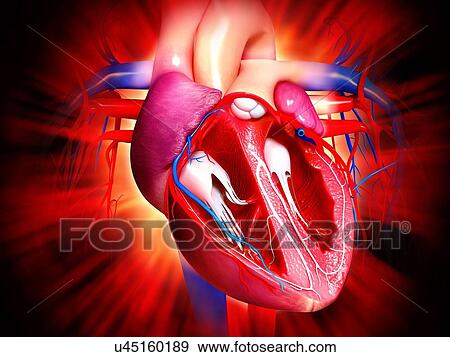 Stock Illustration - Human heart, artwork. Fotosearch