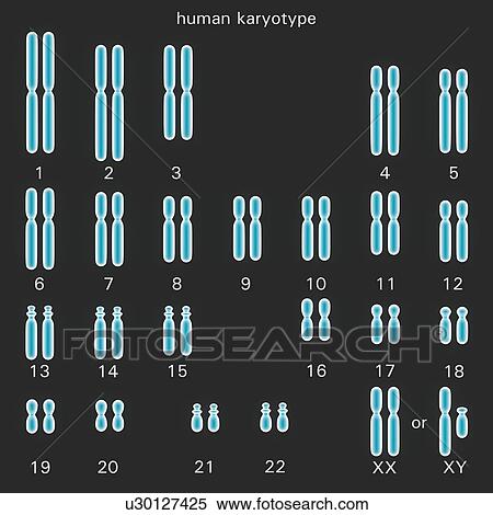 Stock Illustration - Human karyotype, artwork. Fotosearch
