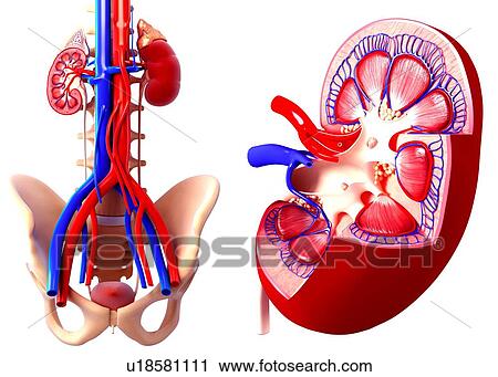 Clip Art - Human kidney, artwork. Fotosearch
