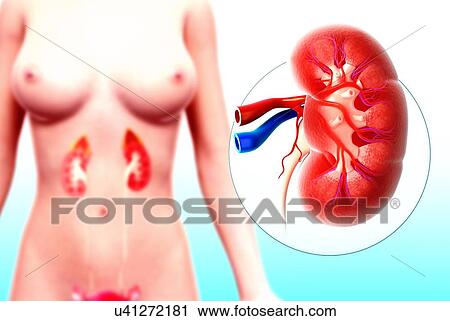 Clip Art - Human kidney, artwork. Fotosearch