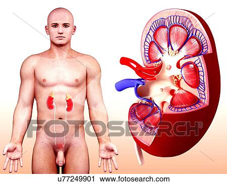 Human kidney, artwork View Large Illustration Clip Art - Human kidney, artwork. Fotosearch