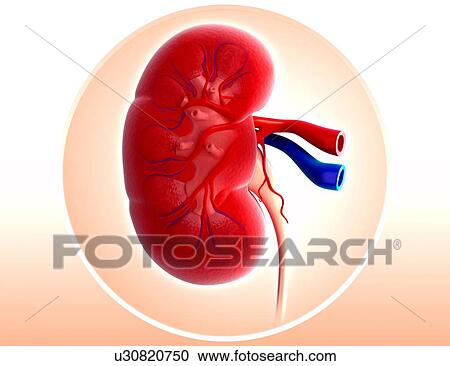 Clipart - Human kidney, artwork. Fotosearch