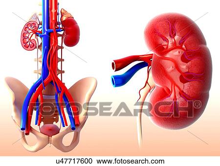 Human kidney, artwork View Large Illustration Clipart - Human kidney, artwork. Fotosearch
