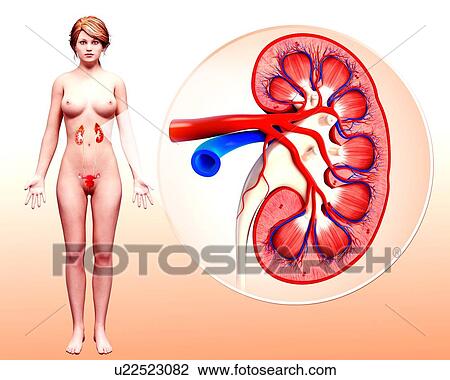 Human kidney, artwork View Large Illustration Drawing - Human kidney, artwork. Fotosearch