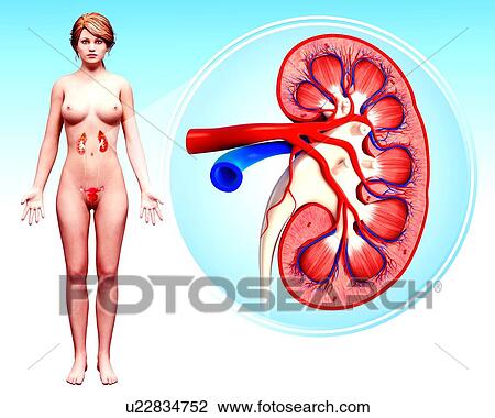 Drawing - Human kidney, artwork. Fotosearch