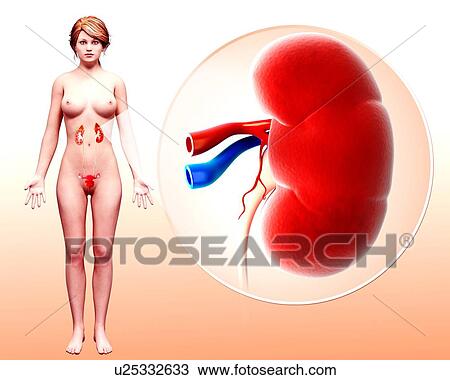 Human kidney, artwork View Large Illustration Drawing - Human kidney, artwork. Fotosearch