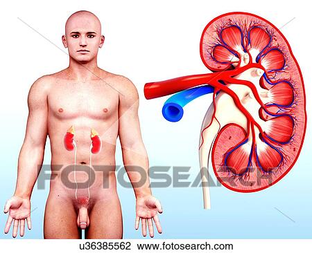 Drawing - Human kidney, artwork. Fotosearch