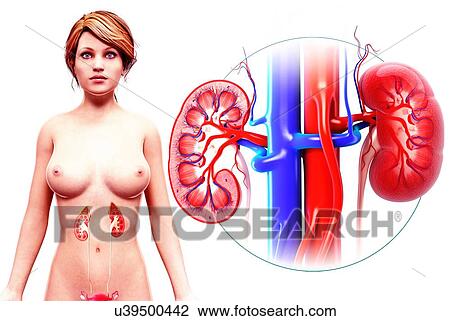 Drawing - Human kidney, artwork. Fotosearch