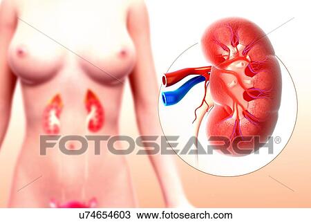 Human kidney, artwork View Large Illustration Drawing - Human kidney, artwork. Fotosearch