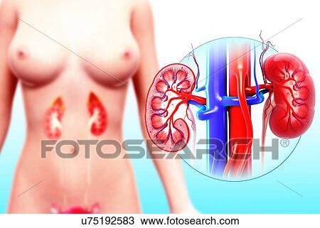 Human kidney, artwork View Large Illustration Drawing - Human kidney, artwork. Fotosearch