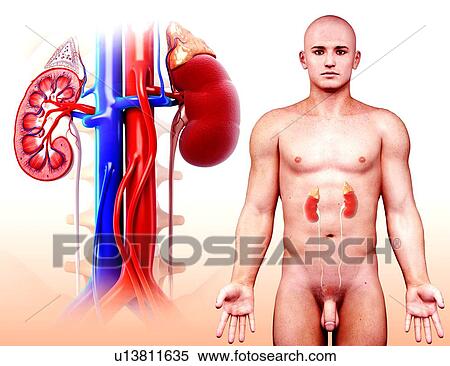 Stock Illustration - Human kidney, artwork. Fotosearch