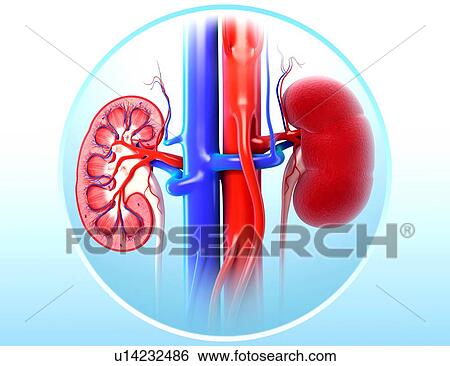 Human kidney, artwork View Large Illustration Stock Illustration - Human kidney, artwork. Fotosearch