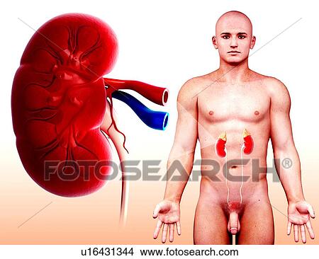 Stock Illustration - Human kidney, artwork. Fotosearch