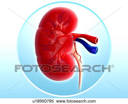 Human kidney, artwork View Large Illustration Stock Illustration - Human kidney, artwork. Fotosearch
