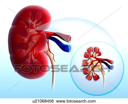 Human kidney, artwork View Large Illustration Stock Illustration - Human kidney, artwork. Fotosearch