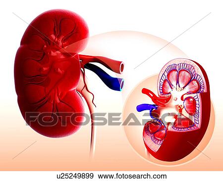 Stock Illustration - Human kidney, artwork. Fotosearch