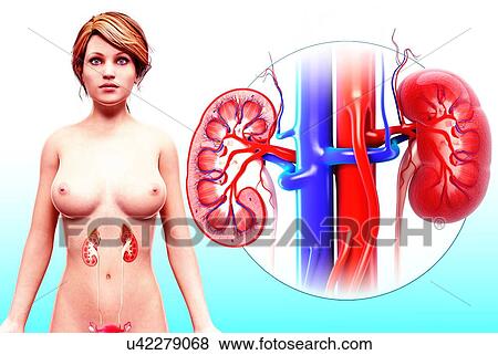 Human kidney, artwork View Large Illustration Stock Illustration - Human kidney, artwork. Fotosearch