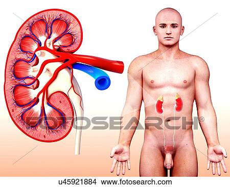Human kidney, artwork View Large Illustration Stock Illustration - Human kidney, artwork. Fotosearch